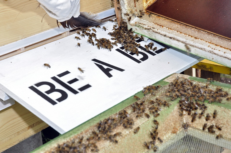 Be a Bee – Be a Bee